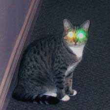 Hall Cat