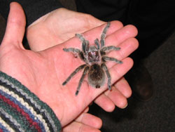 Josh and the Tarantula
